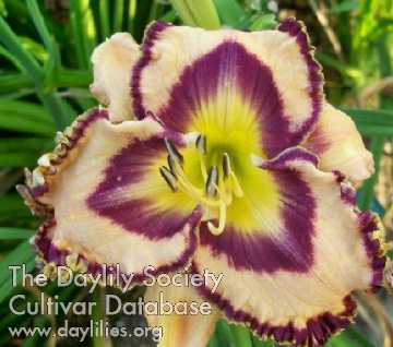 Daylily Christopher Todd